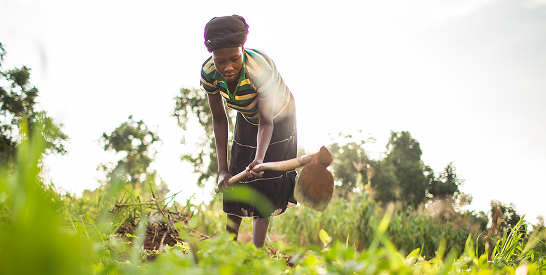 A woman in a long skirt hoeing a field.